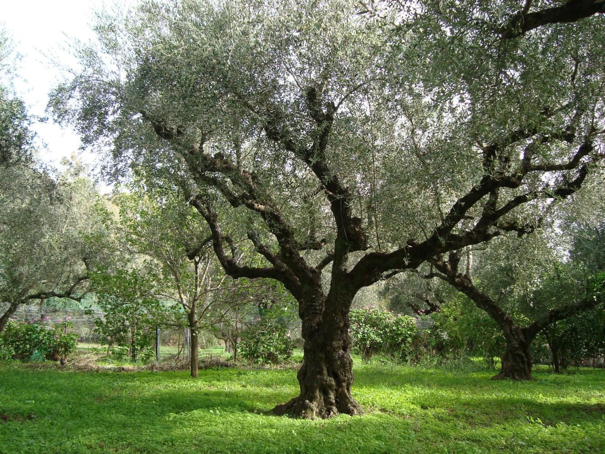 לגאנאס Castelli Hotel-Adults Only מראה חיצוני תמונה